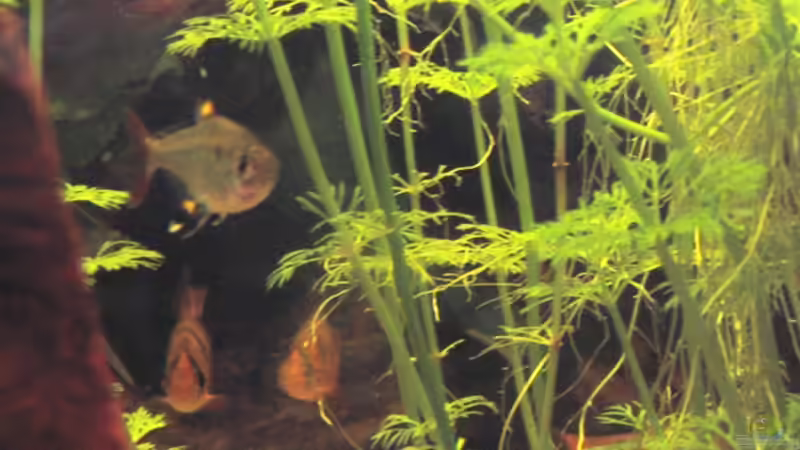 Fünfgürtelbarben , Sternflecksalmer von Christian Rothe (4)