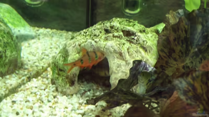 Fünfgürtelbarben von adina2503 (8)