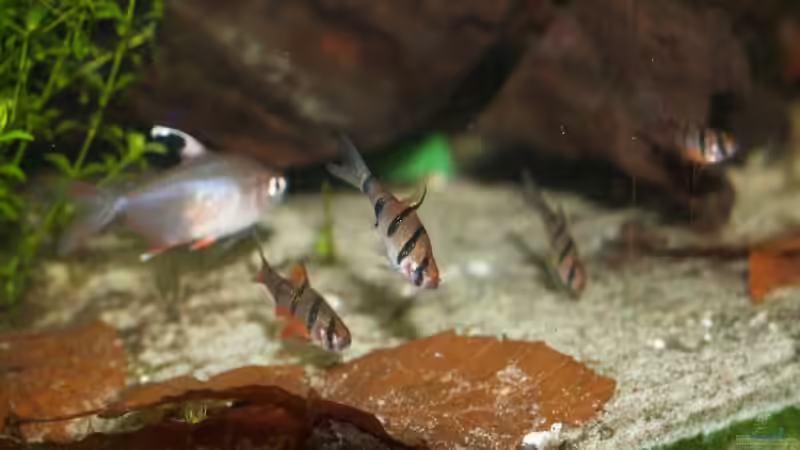 Fünfgürtelbarben von rasrol (18)