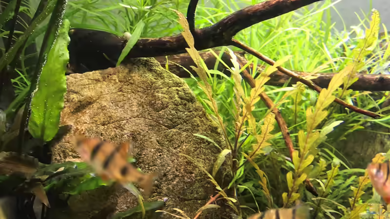 Aquarien mit Desmopuntius pentazona (Fünfgürtelbarbe)