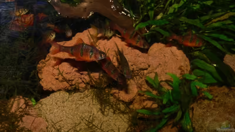 Aquarien mit Desmopuntius pentazona (Fünfgürtelbarbe)