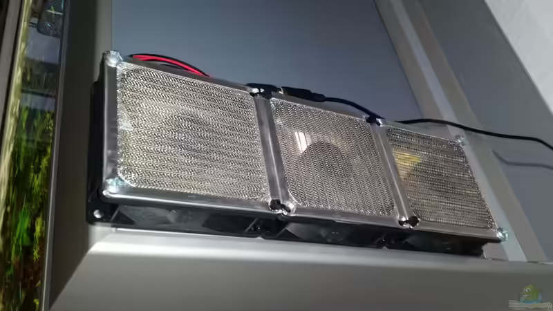 Für den Kühlen Kopf ein bisschen Wind ;)  von Betta Chris (119)