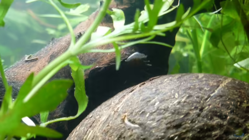 für den Wels von AquaNRW (10)