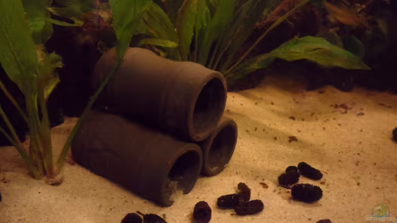 Für die L333 von Discus (9)