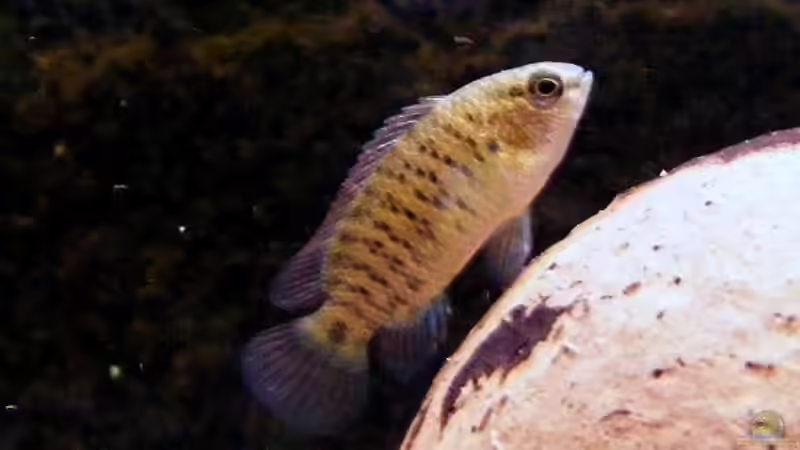 Für Eb vom Aquaflyer aus dem Artenverzeichnis - der Indische Blaubarsch (Badis badis)