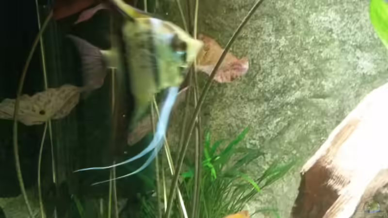 Für etwas Rot sorgt noch eine grosse Tigerlotus im Becken von Patrick`s Amazonas (10)