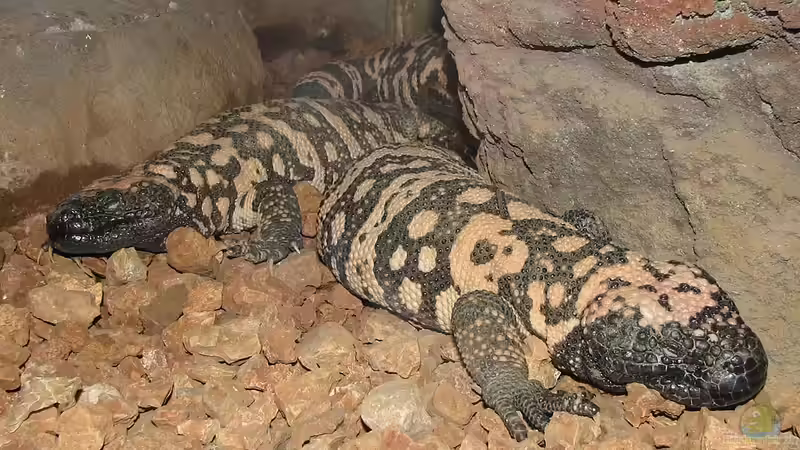 Für Experten: Seltene Terrariumtiere