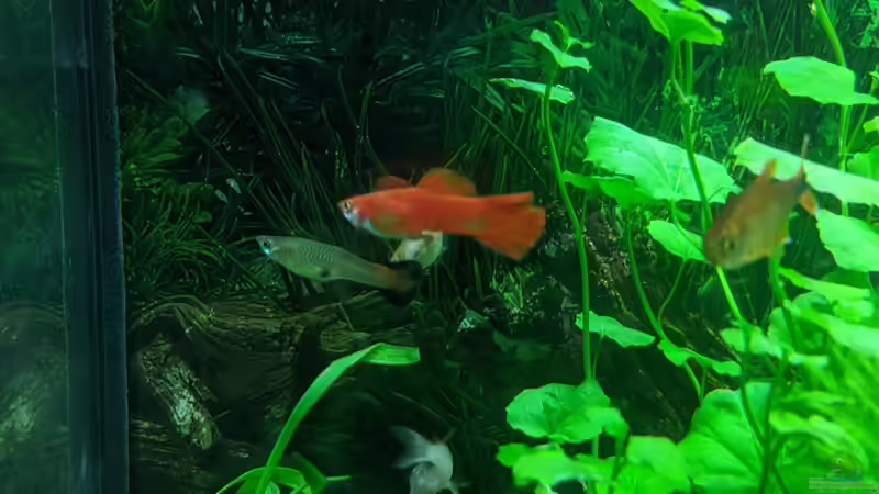 Für Guppy Nachwuchs ist gesorgt! (15.06.2020) von Ameisenalex (60)