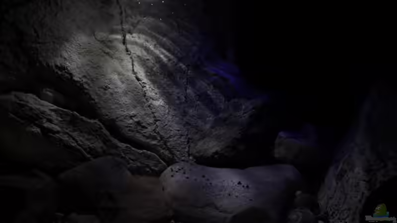 Für Sandcichliden wird das Echt-Gestein herausgenommen von The Pictus catfish (4)