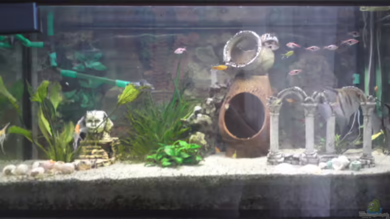 Für Tipps und Anregungen bin ich jederzeit dankbar von Skalar-fan (1)