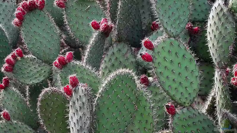 Für trockene Terrarien: Kakteen