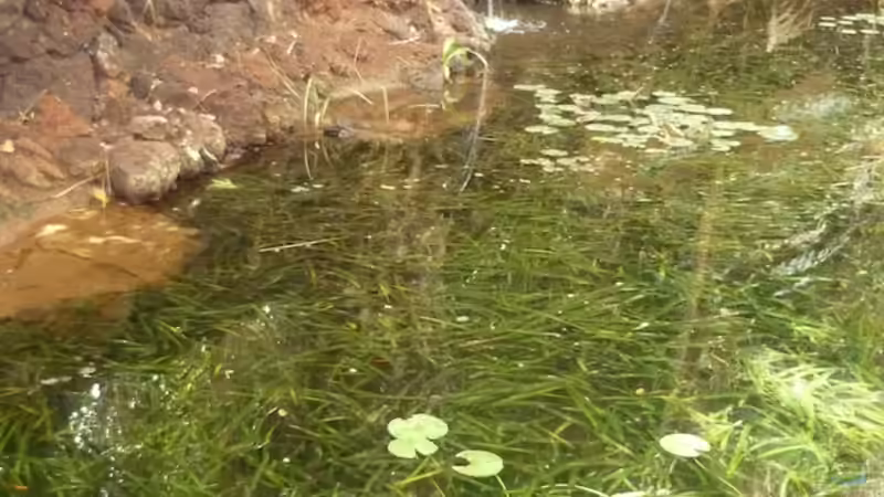 Fuerteventura für Aquarianer und Naturfreunde