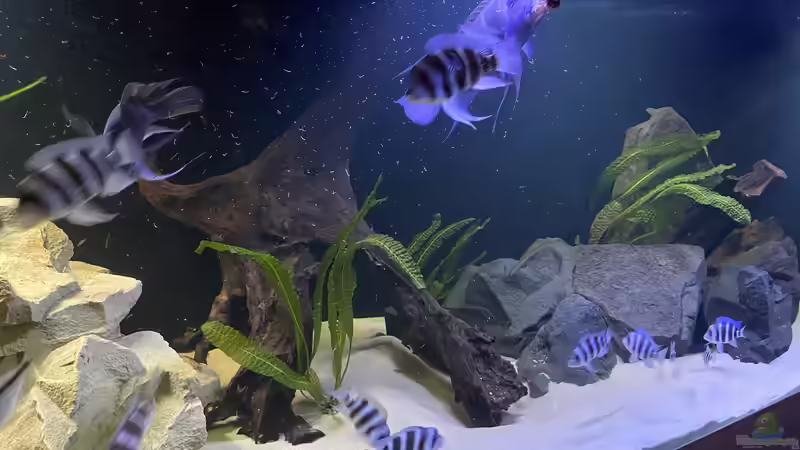 Füttern aus der Hand  von Stefan B (13)