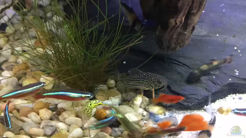 Fütterung  von .Andreas. (94)