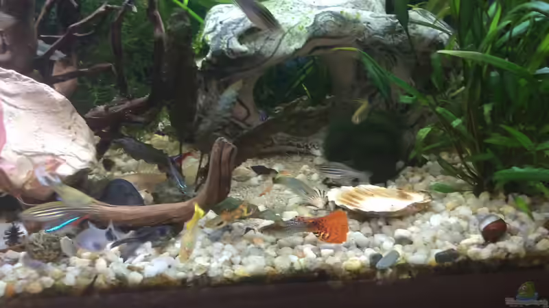 Fütterung  von Anni Nixe (3)