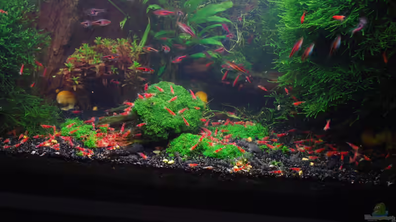 Fütterung 1 von Chili (42)