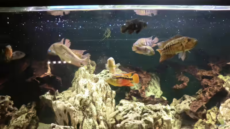 Fütterung 2 von kojandt (23)