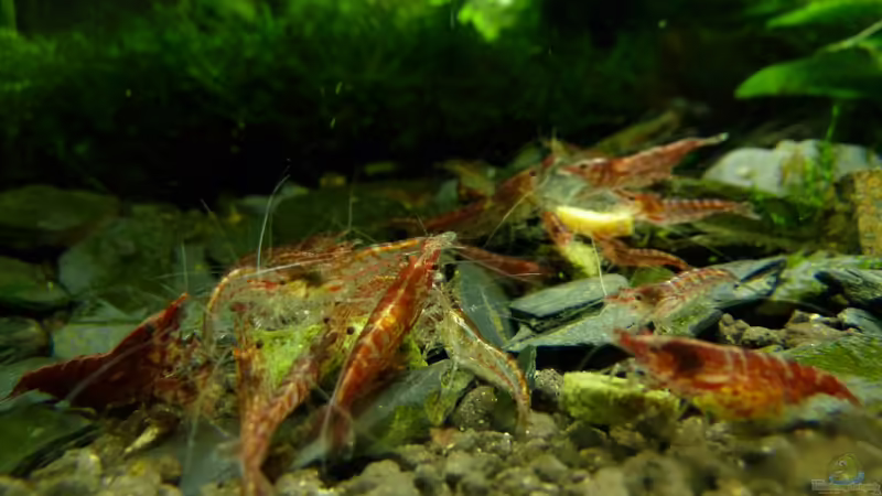 Fütterung 2 von Konzi (4)