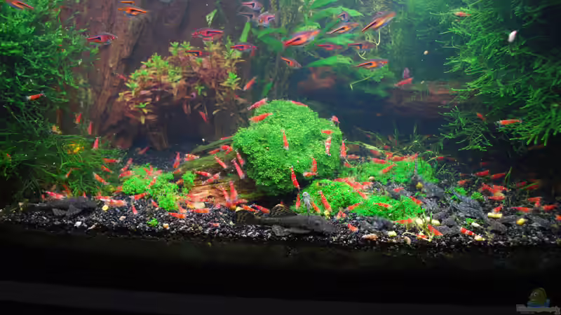 Fütterung 3 von Chili (44)