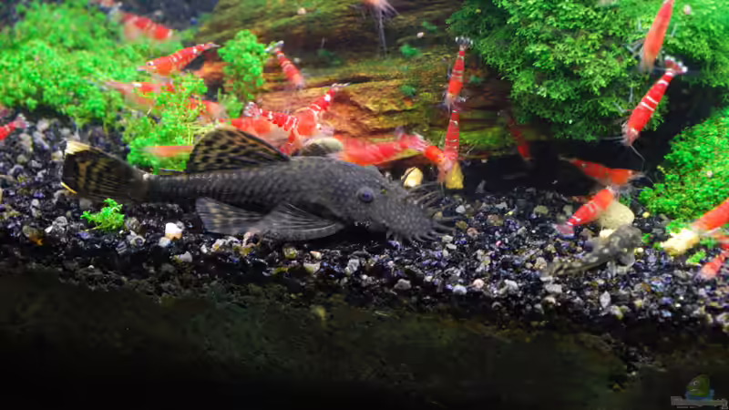 Fütterung 4 von Chili (45)