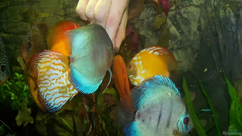 Fütterung aus der Hand - 09.05.12 von Silke (36)