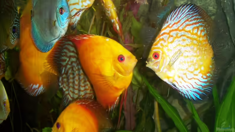 Fütterung aus der Hand  von Silke (30)