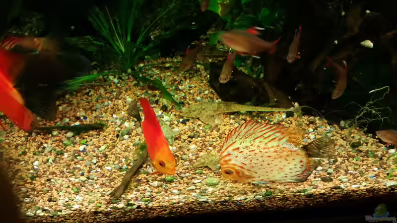 Fütterung der Bodenfische von nawaro (15)