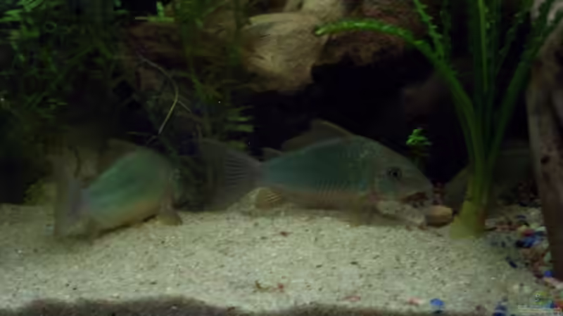 Aquarien mit Corydoras davidsandsi (Einrichtungsbeispiele mit Sands Panzerwels)