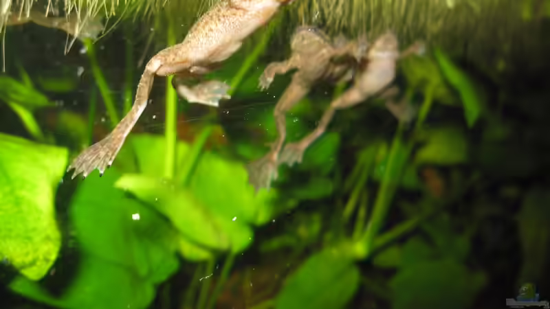 Fütterung der Raubtiere ;) von Jenny (24)