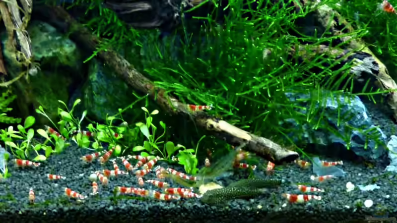 Fütterung der Raubtiere von Arami Gurami (32)