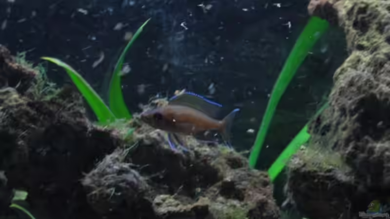 Fütterung der Raubtiere von Michael Häberle & Jane Lindenlaub (16)