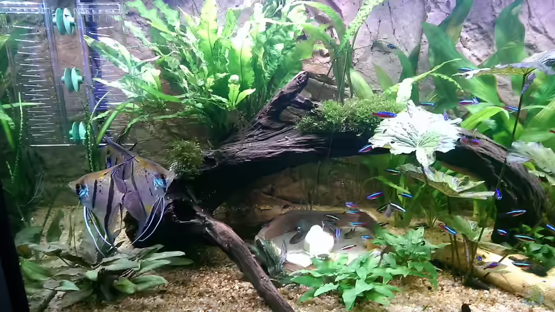 Fütterung der Welse mit Gurkenscheibe von Ottche (86)