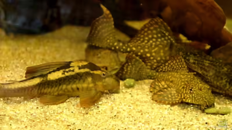 Fütterung (ein vorher leer aussehendes Becken lebt plötzlich auf) von Uwe Dölling (10)