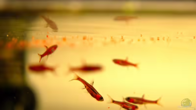 Aquarien mit Produkten von Dupla (Dohse Aquaristik)