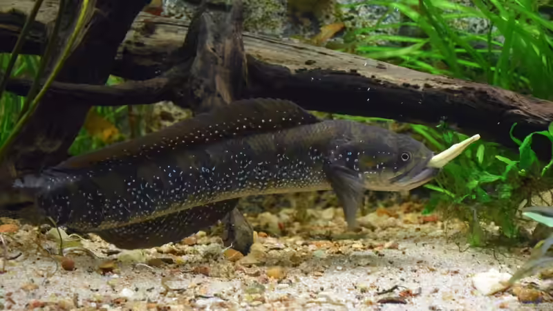 Fütterung mit Stinten  von Christian Andreas (9)