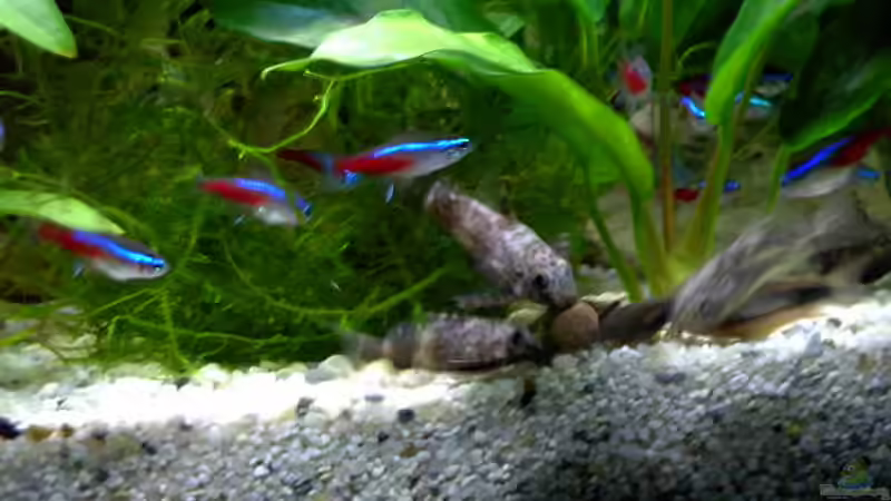 Fütterung mit Tablette von Gabriela Lang (14)