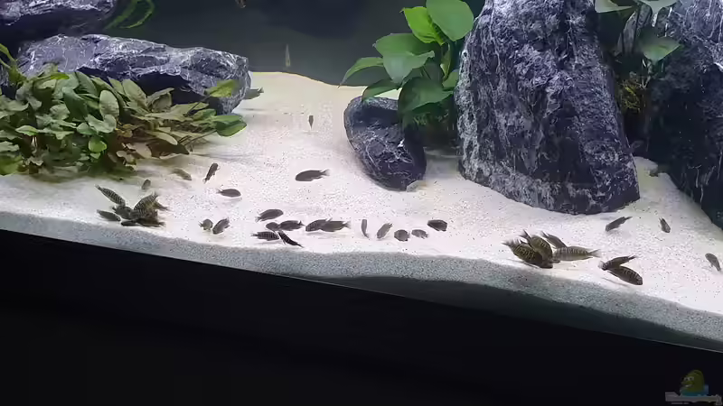 Fütterung Pleco Tabletten (erste Woche nach Einsetzen) von Ravy (12)