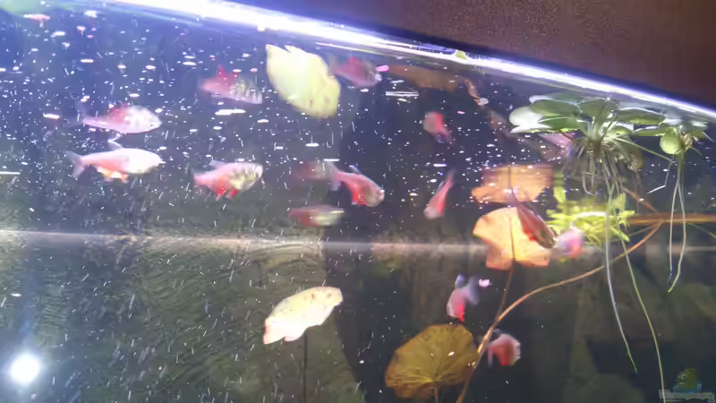 Fütterung roter vom Rio von Wall-E (30)