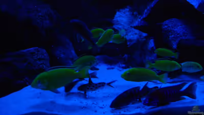 Fütterung von Ayahuasca (14)