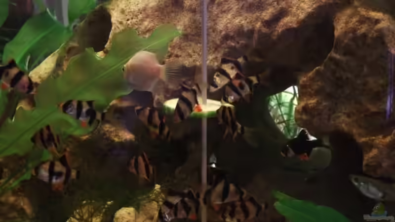 Fütterung von Babsi Aud (46)