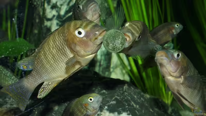 Fütterung von Elsiman (22)