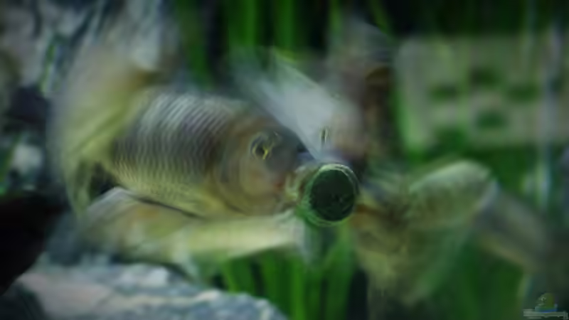 Fütterung von Elsiman (23)