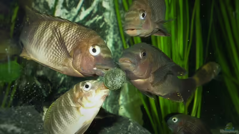 Fütterung von Elsiman (24)