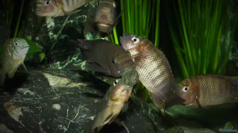 Fütterung von Elsiman (25)