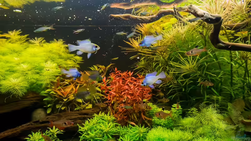 Fütterung von Finch (20)