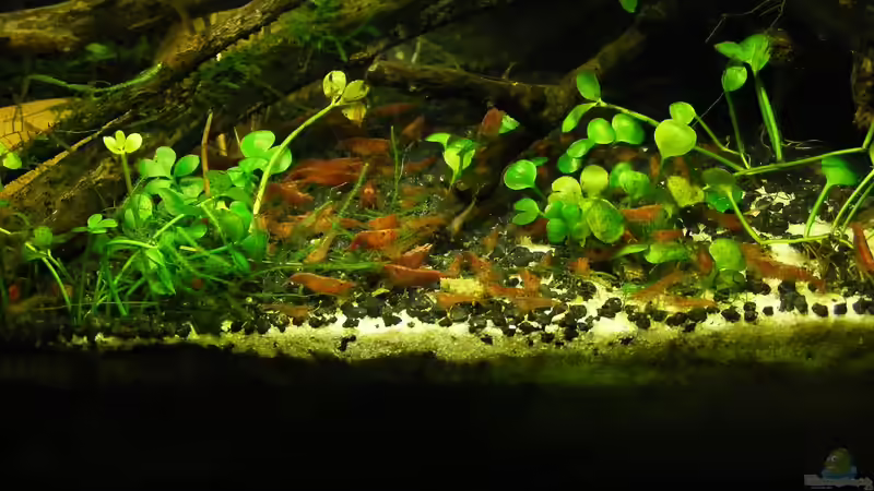 Fütterung von Flossenbeschauer (17)