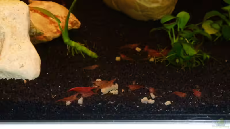 Fütterung von Jan Marc (9)