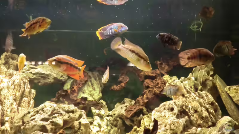 Fütterung von kojandt (22)