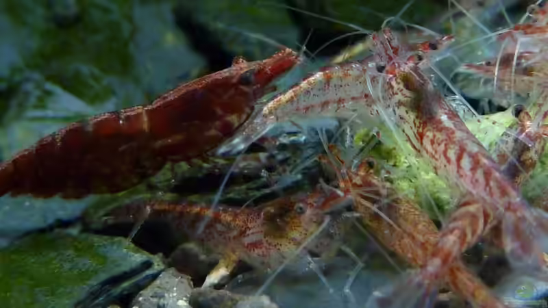 Fütterung von Konzi (3)