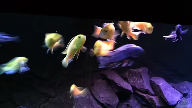 Fütterung von Philipp Böhme (53)